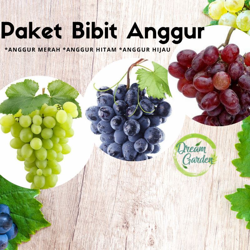 Paket Bibit Anggur