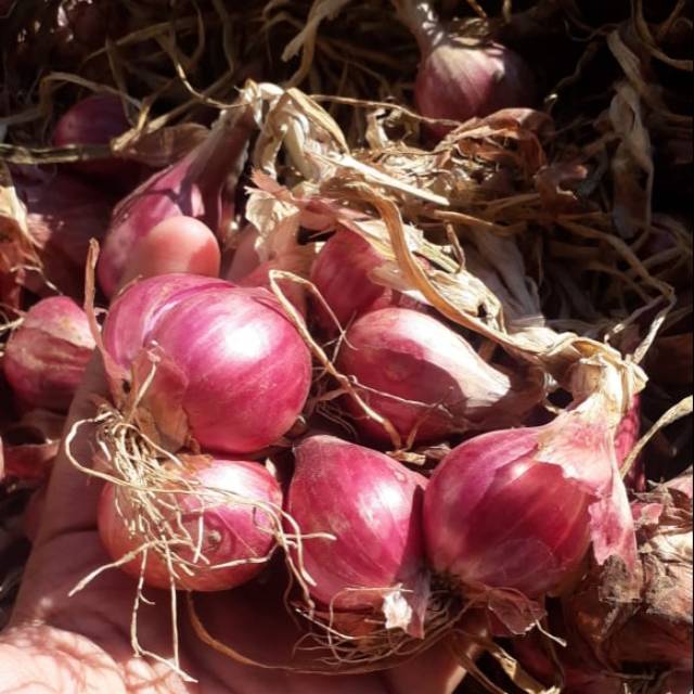 

Bawang Merah Probolinggo Glayungan Daunan