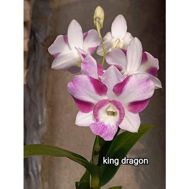 dendrobium king dragon