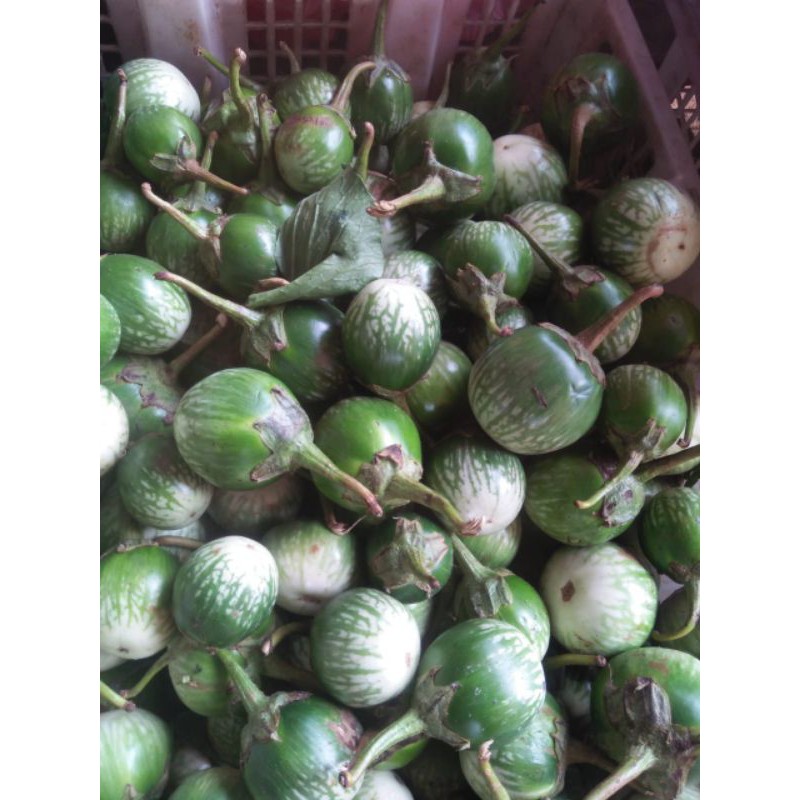 

Terong Bulet Ijo 250 gram