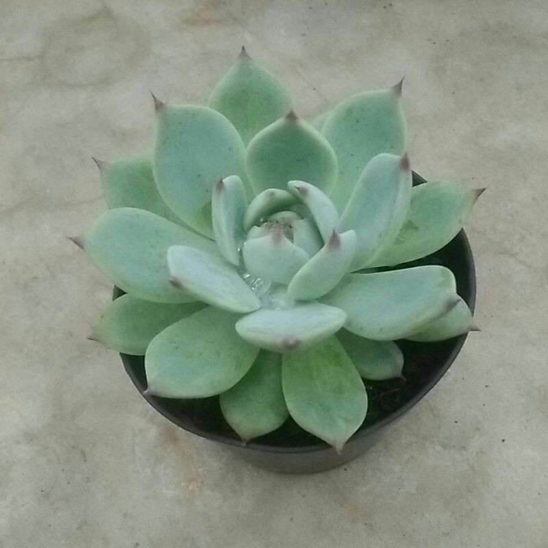 kaktus sukulen echeveria chihuahuanensis
