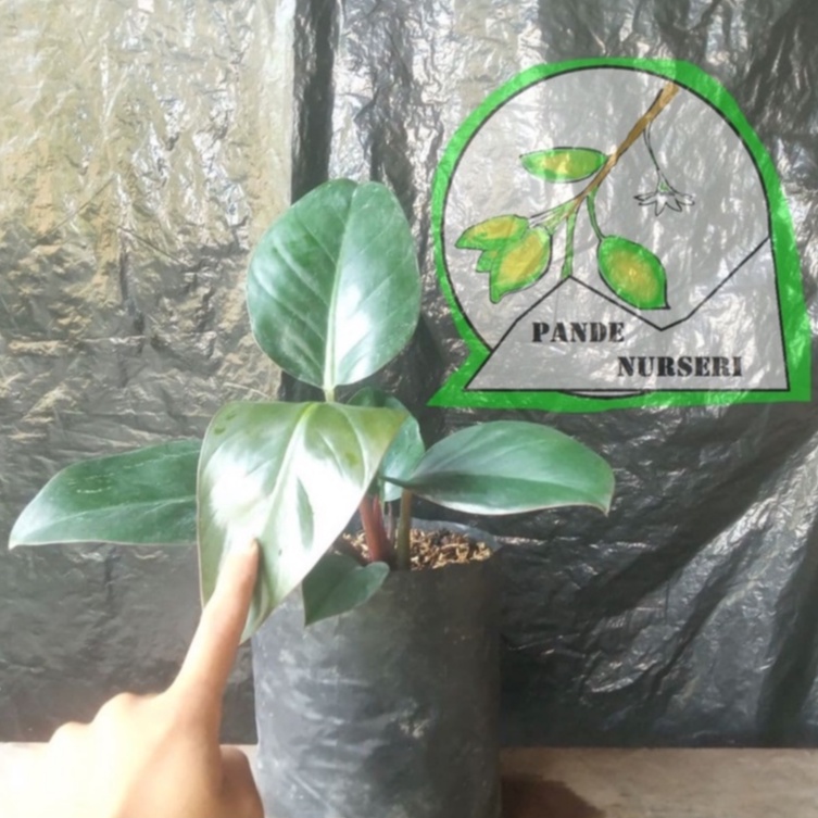 Philodendron red congo tanaman hias pilodendron congo rojo