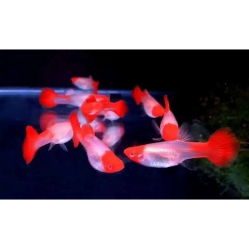 (COD) Albino Koi Gen King Koi Red Ear