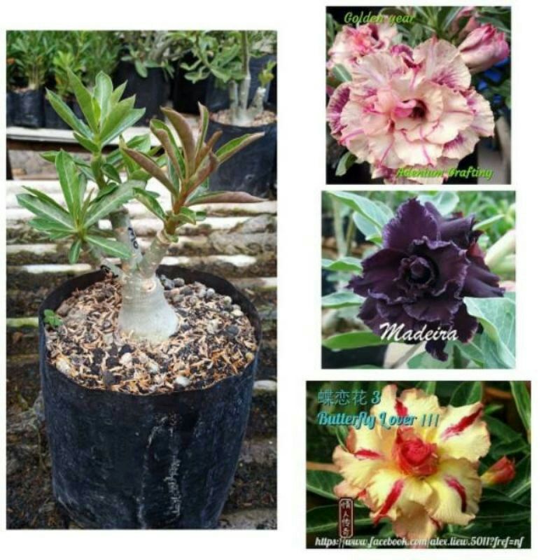 adenium bunga tumpuk Grafting 3 warna dalam 1 pohon (3in1)