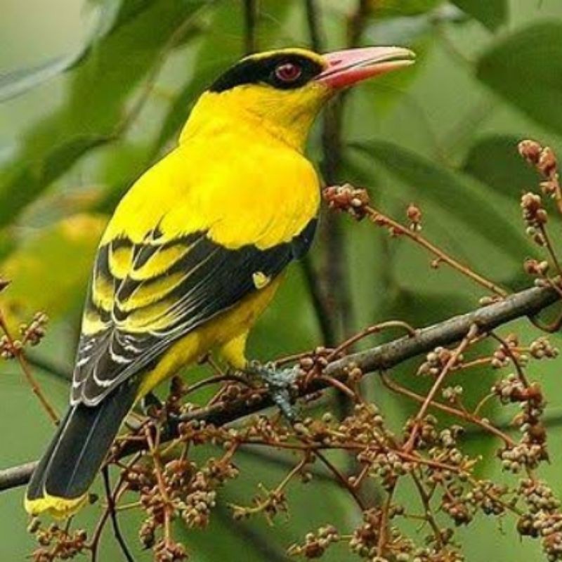 BURUNG KEPODANG EMAS RAJA PILIHAN
