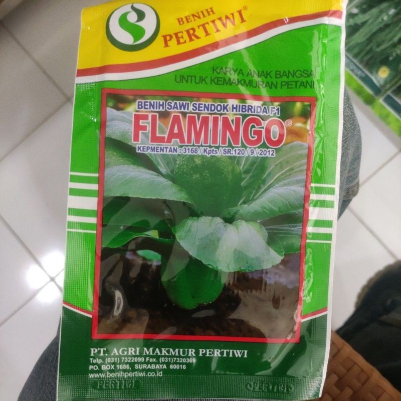 Pakcoy Flaminggo ( PERTIWI )