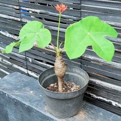 Tanaman Hias Buddha Jarak Belly Botol Jarak Bali