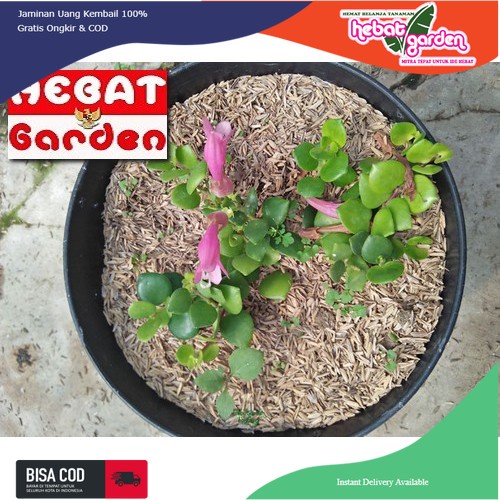 lipstik bunga pink - Aeschynanthus PINK THAI - Tanaman Hias gantung