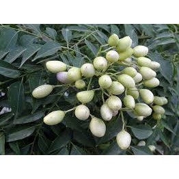 Bibit Tanaman Salam Koja Daun Kari Pohon Kari Untuk Bumbu Masakan-2