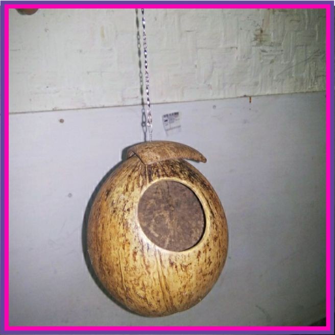 GLODOK BURUNG LOVEBIRD GELODOG TEMPURUNG KELAPA