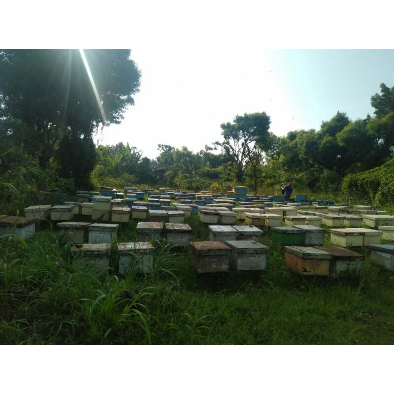 

madu hitam multiflora