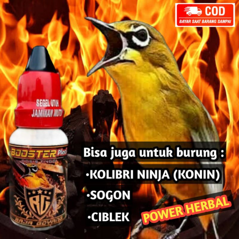 BOOSTER PLECI DOSIS TINGGI/BOOSTER PLECI RAJA GOYANG/METABOLIS/PELCI/DOPING/VITAMIN PLECI