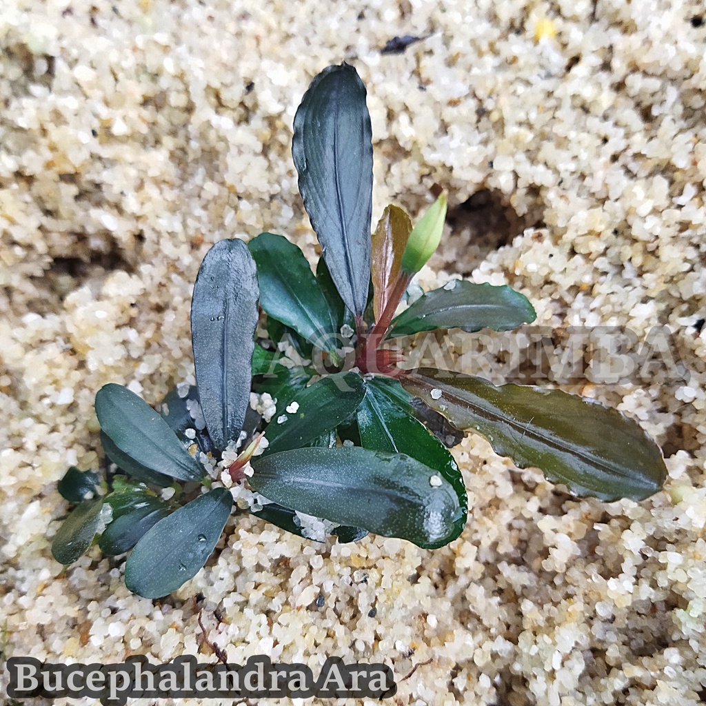 Bucephalandra Medium Clump dan Batangan - Tanaman Aquascape Tanpa co2