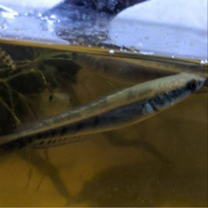 Ikan Channa maru ys sz 8 - 10 cm