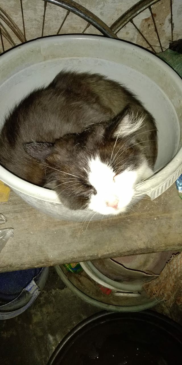 Bayclin Pemutih 5in1 1000ml 1l