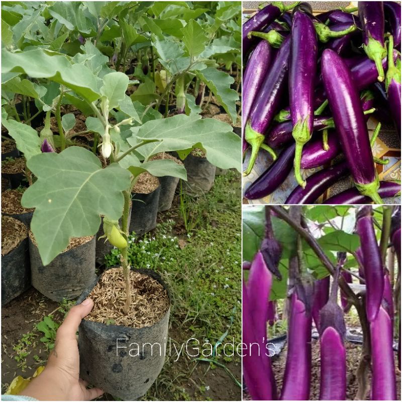 Bibit Tanaman Terong Ungu / Sayur Terong Ungu