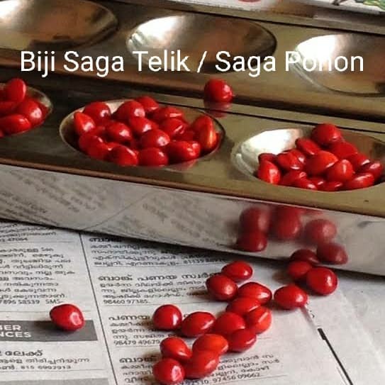 Ready Stok 50pcs Biji Saga Pohon Natural Saga Telik Bunga kering Dried Flower