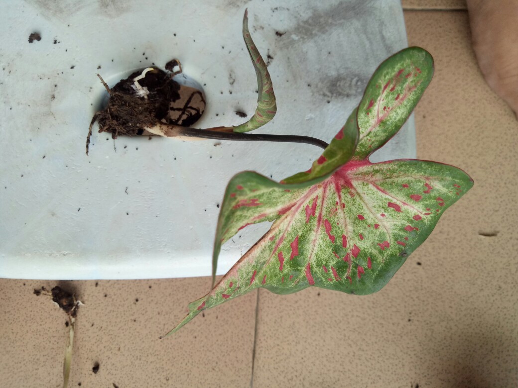 Keladi Green Spider Gratis Karantina