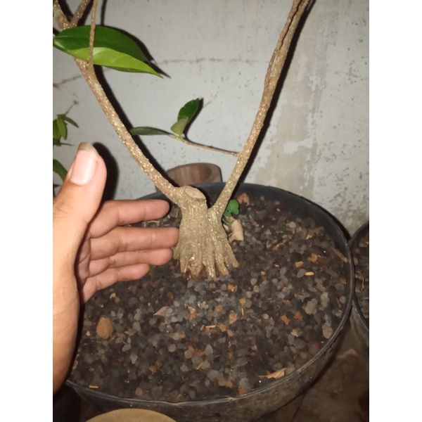 bahan pecah batang kimeng