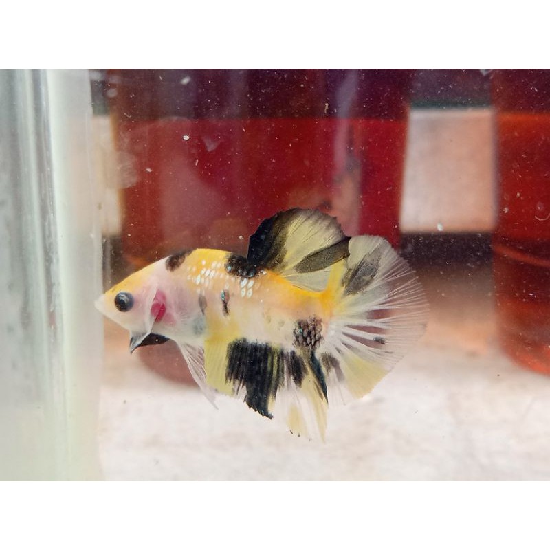 Cupang (Betta) yellow base ori