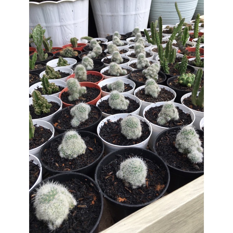 

MAMILLARIA PUTIH