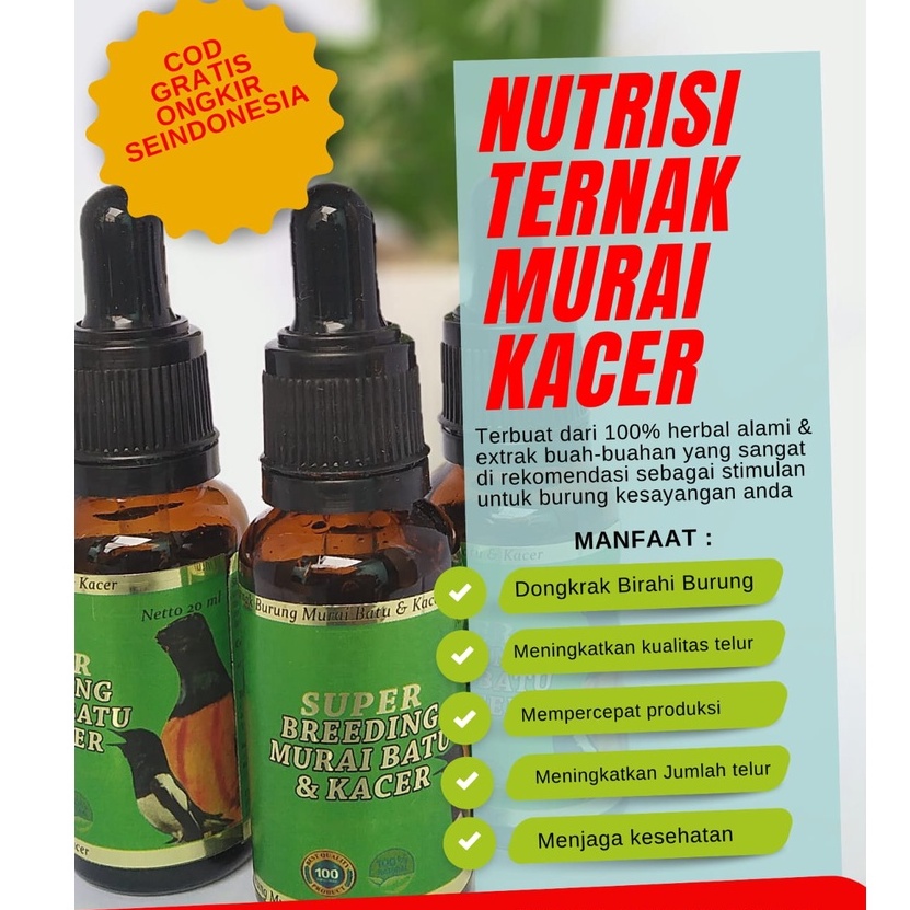 Super breeding murai kacer nutrisi ternak burung dongkrak birahi penjodohan