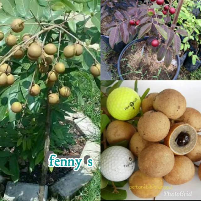 Bibit kelengkeng 3 batang