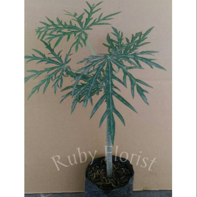 Tanaman Yodium (Jarak Tinter)