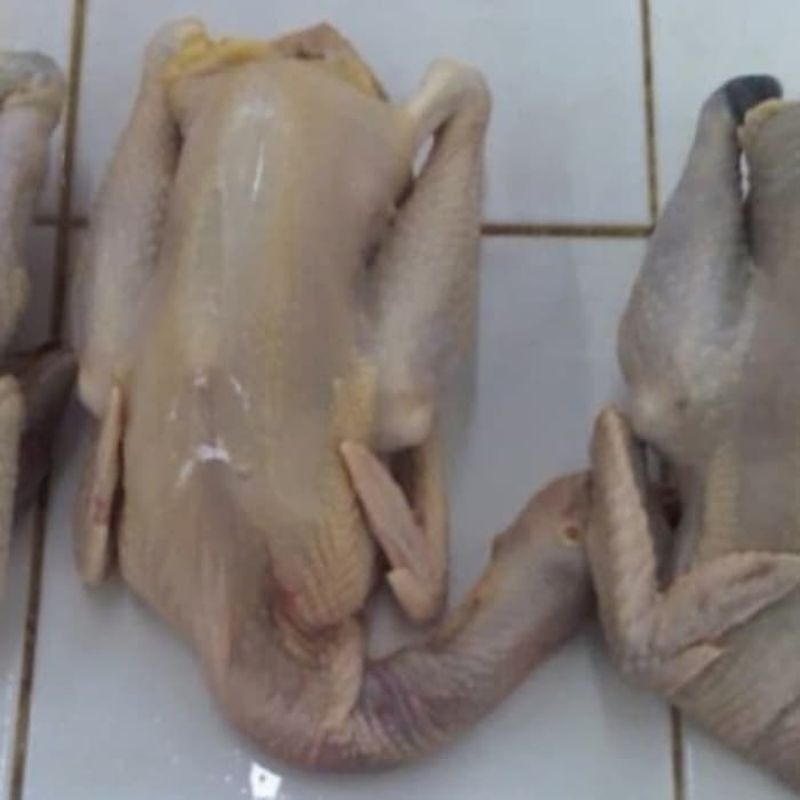 

AyamKampungLarge 950 gram - 1 kg