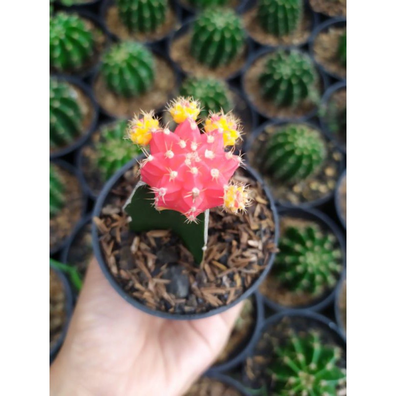 Kaktus import - Kaktus grafting - Moon cactus - Dwi warna