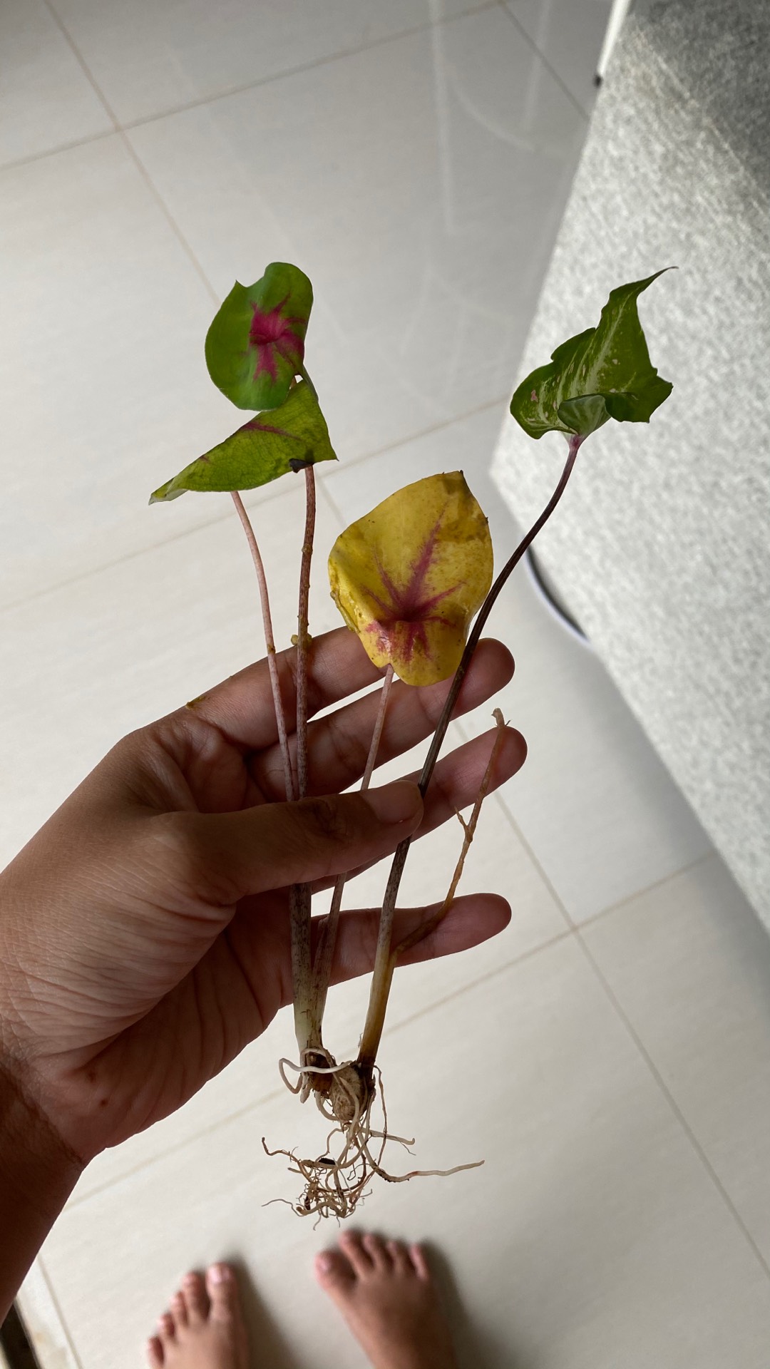 Caladium Ace Of Heart / Bibit Keladi Ace Of Heart Dikirim Anakan