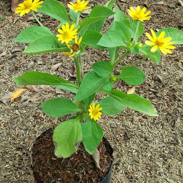 Tanaman bunga matahari mini tanaman hias bunga matahari mini bunga matahari kecil - anisa flora