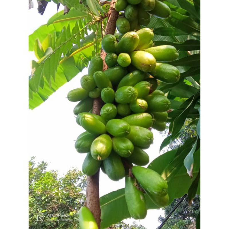 

belimbing wuluh segar 200 gram