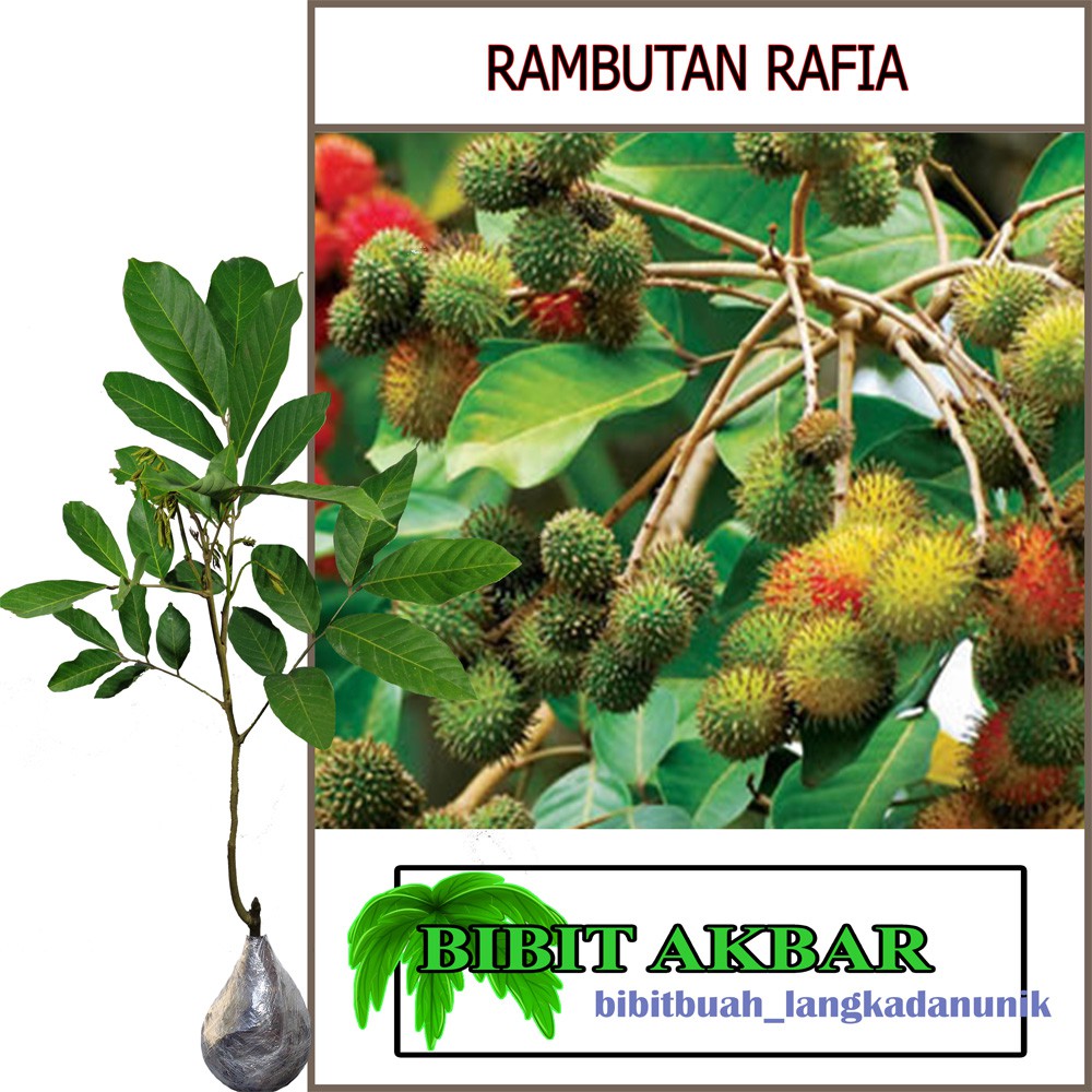 

Bibit Rambutan Rafia (Tinggi 60-80 cm)