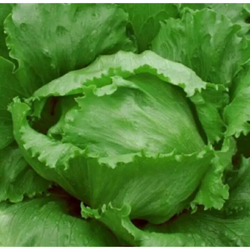 20 biji Benih bibit selada Ice Berg(selada Brando)