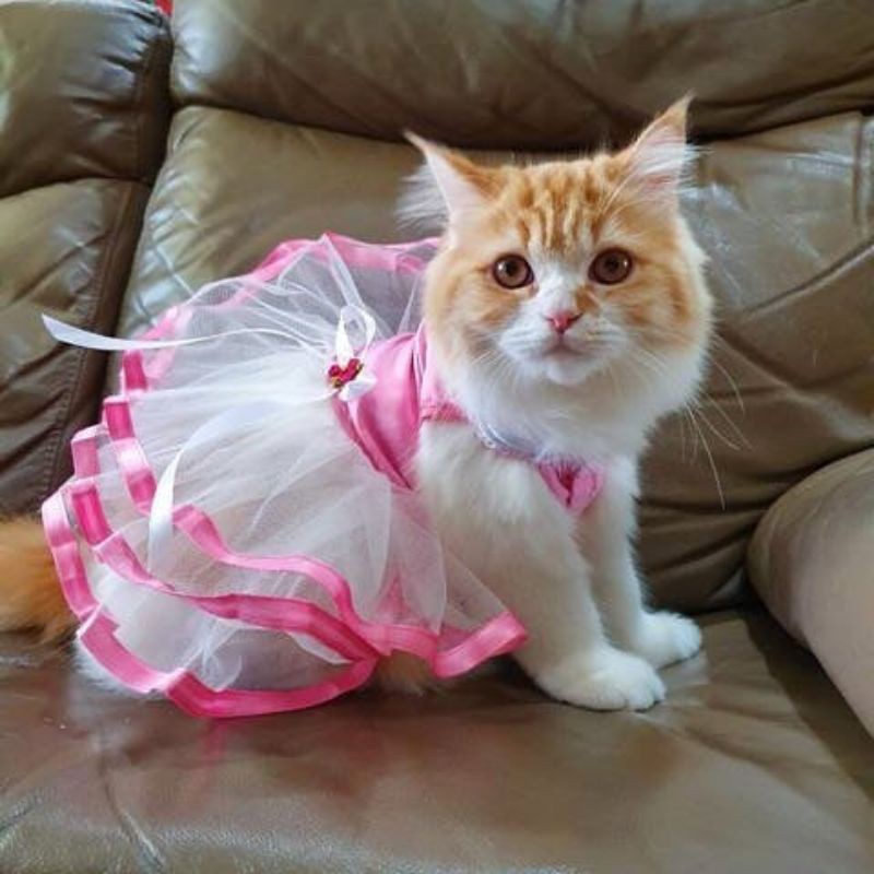 Kucing Pakai Baju Princess / Membuat Dress Kucing Princess Snow White