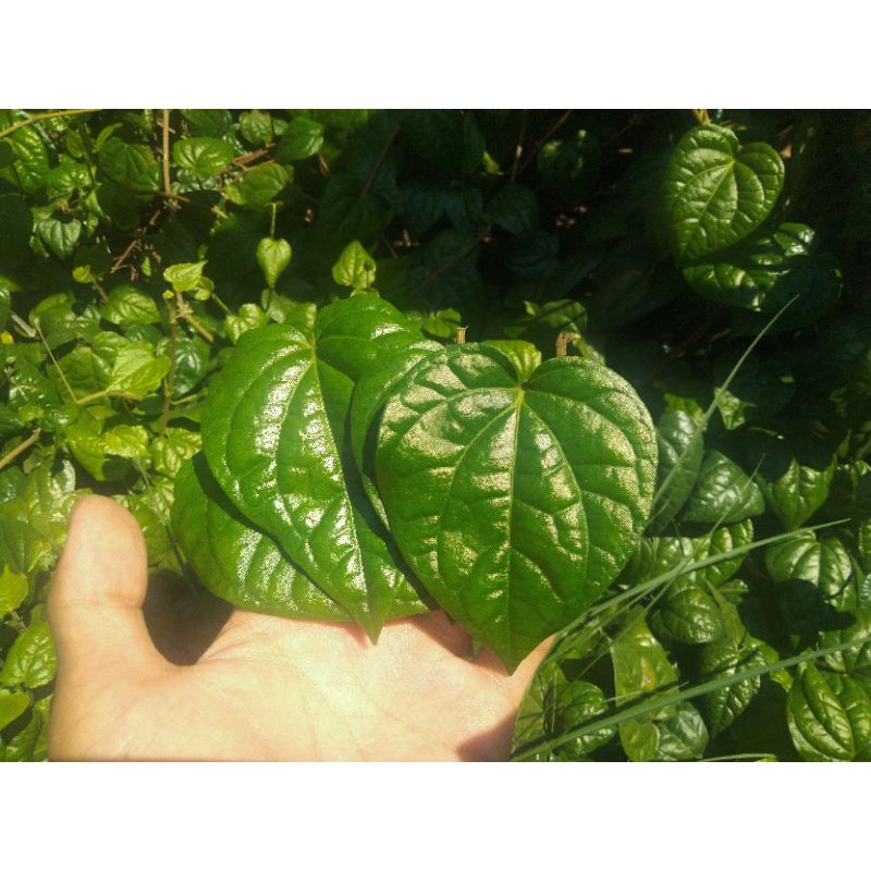 

daun sirih segar
