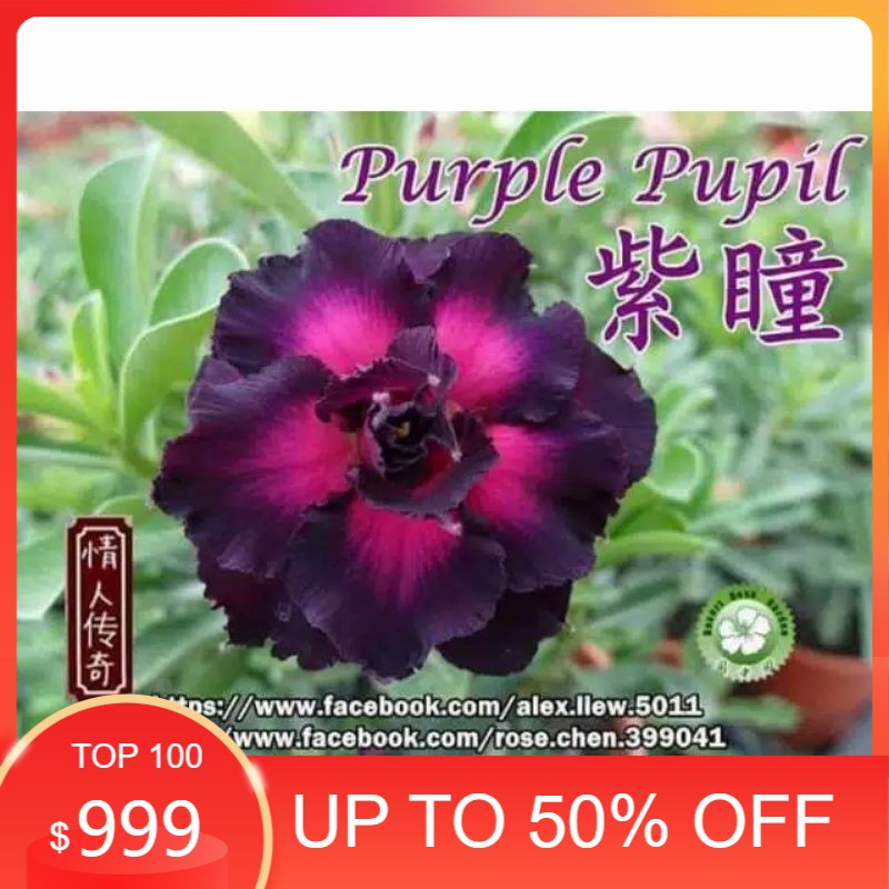 

KAMBOJA JEPANG PIRPLE PUPIL(bibit)