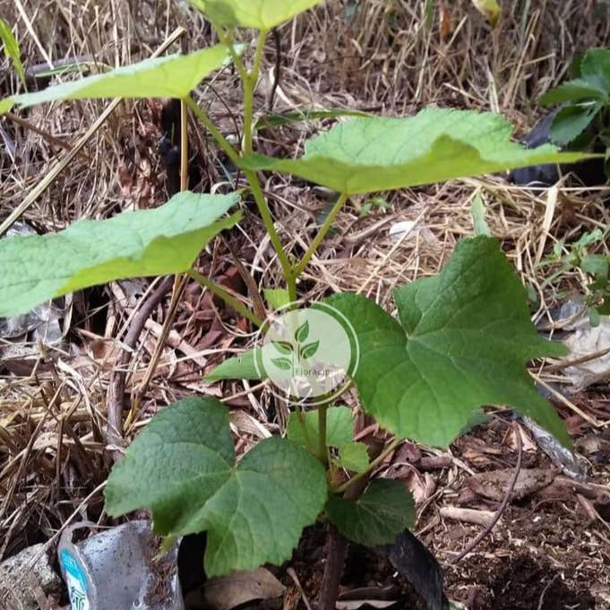 BIBIT TANAMAN ANGGUR HIJAU BIBIT POHON ANGGUR HIJAU POHON BUAH ANGGUR HIJAU PJR