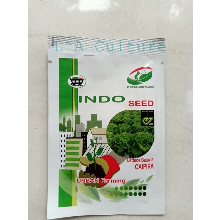 Jual Benih Selada Caipira Lettuce Batavia Indoseed Exp September