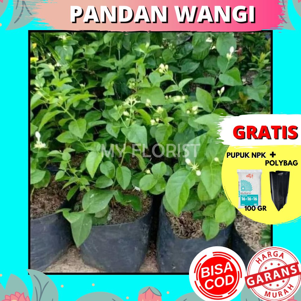 

Bunga Hidup Murah Pandan Wangi Bergaransi
