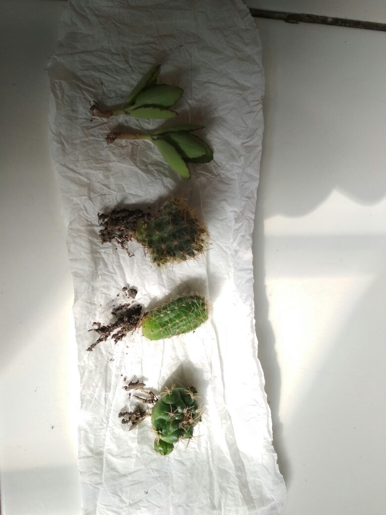 Kaktus Ownroot Bukan Bekas Sambungan Bebas Pilih