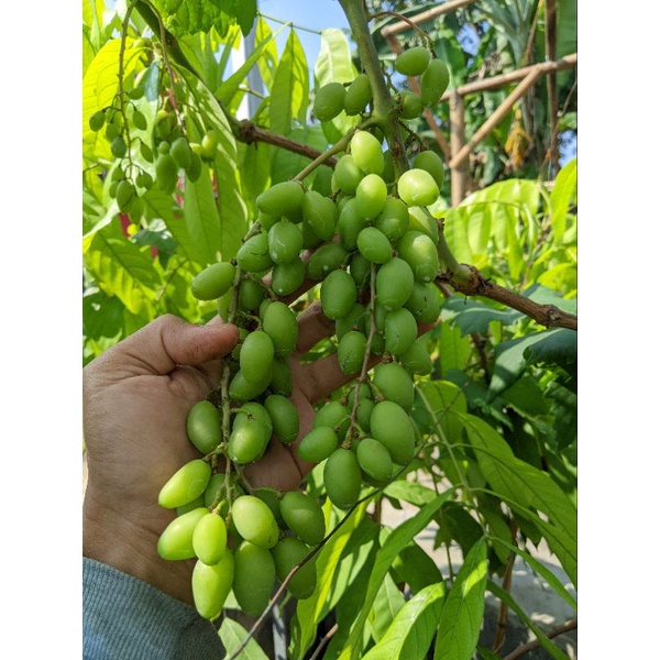 bibit anggur Dixon siap berbuah