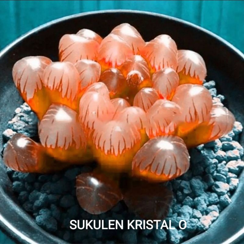 5 Biji Benih Bibit Bunga Langka Petunia Colorful Termurah Mudah Hidup Warna Menarik Mudah Hidup-Kristal O