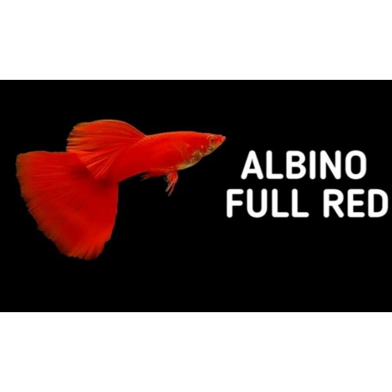 

Ikan Guppy albino full red/AFR