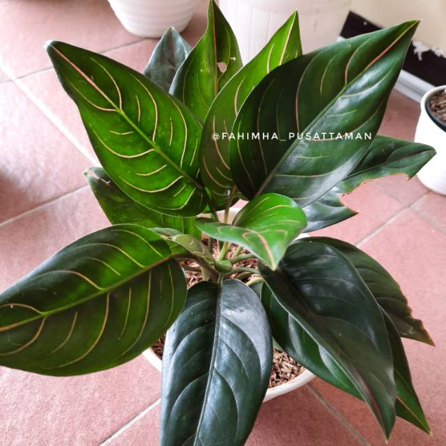Aglonema Rotundum Aglaonema Rotundum