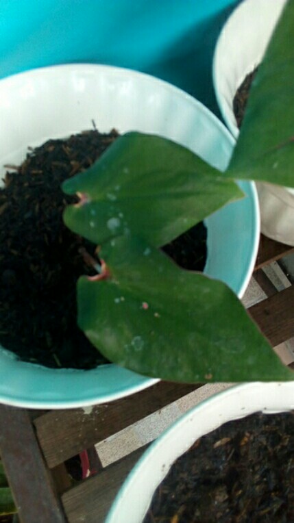 Caladium Keladi Wayang