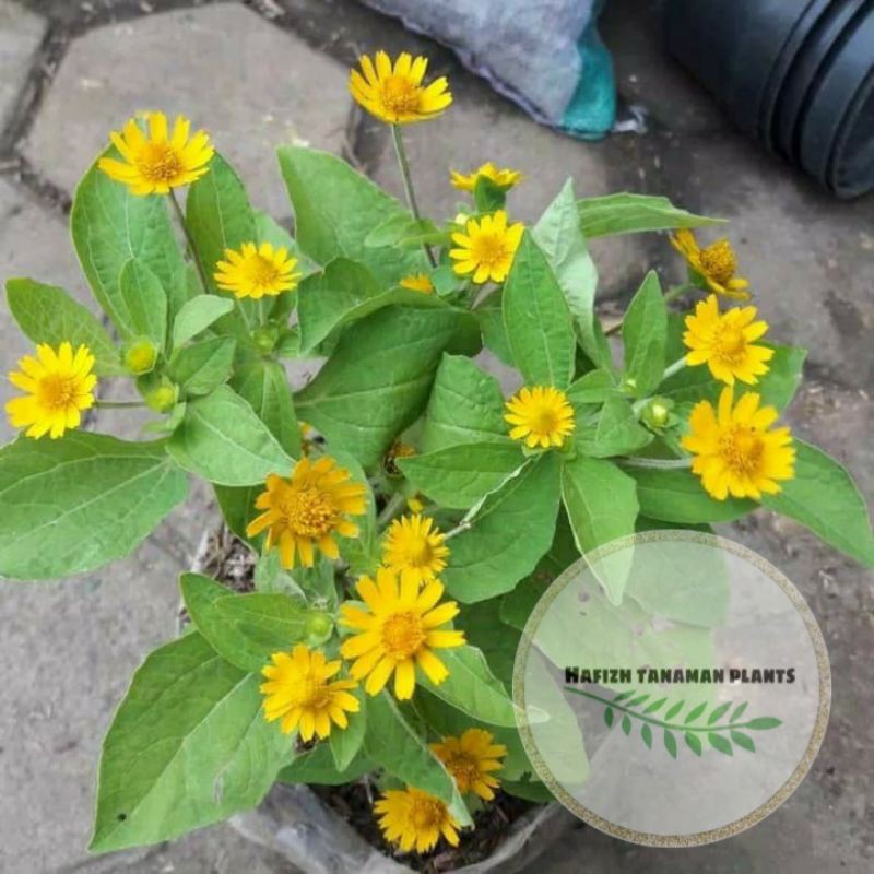 Tanaman hias bunga matahari mini Tanaman Hidup-,Bunga Hidup Murah Bunga Hiasan rumah