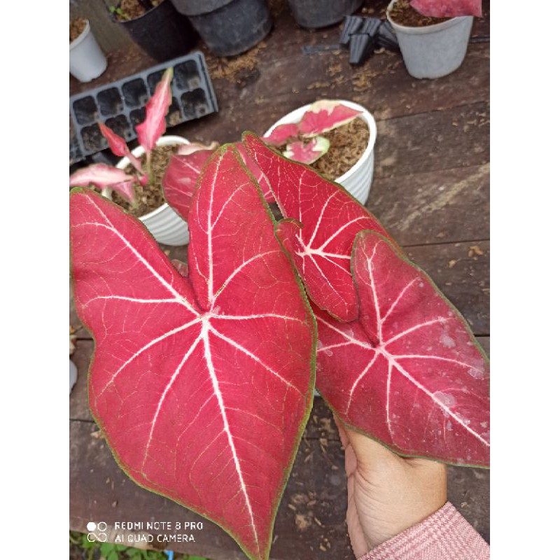 keladi Hybrid H41 / caladium H41