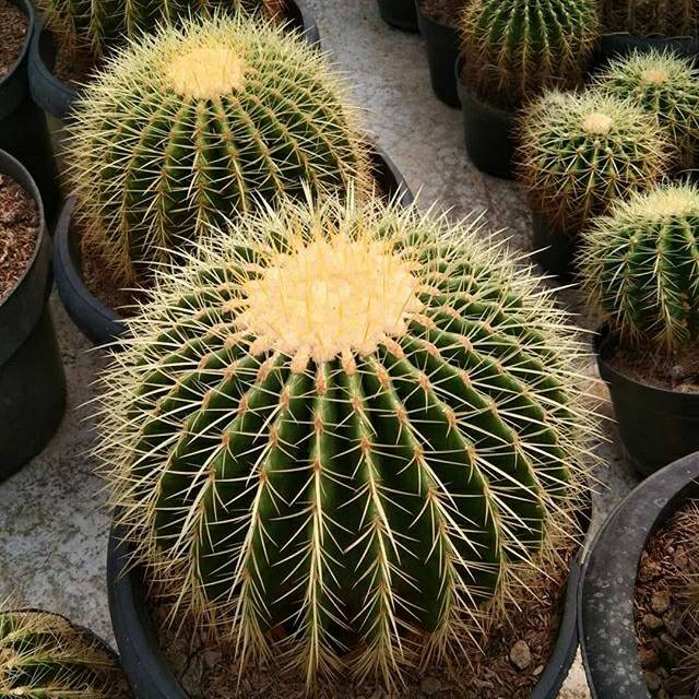 

Golden barrel